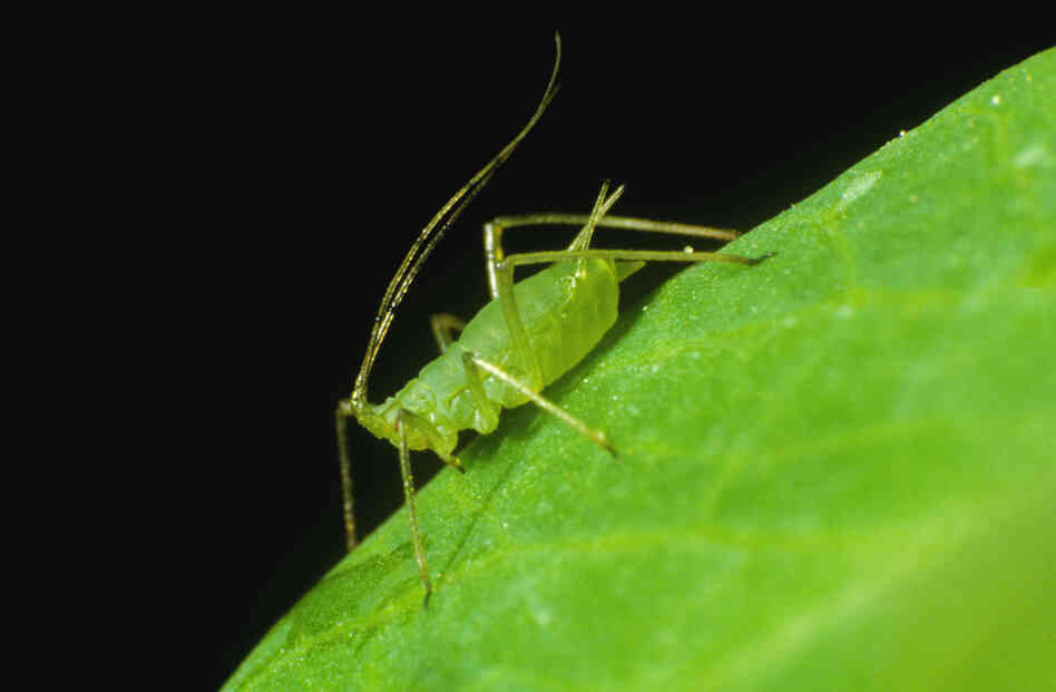 A Pea Aphid. A Pea Aphid.