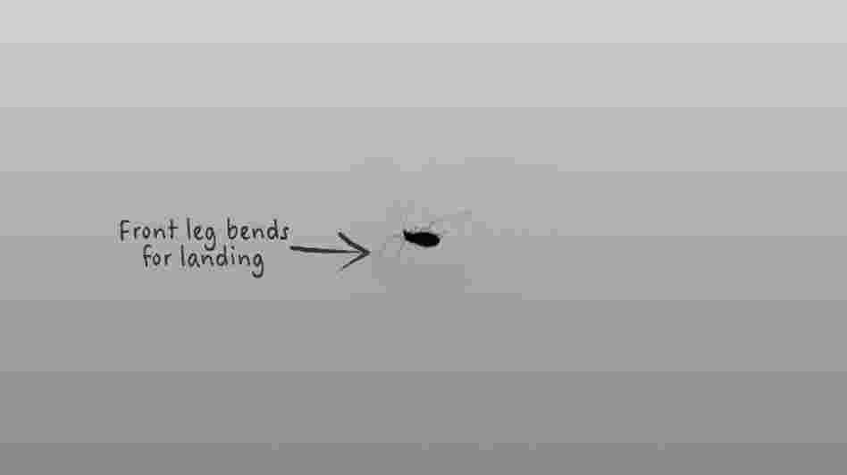 aphid 4 aphid 4