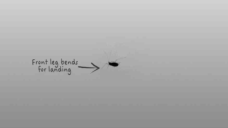 aphid 4 aphid 4