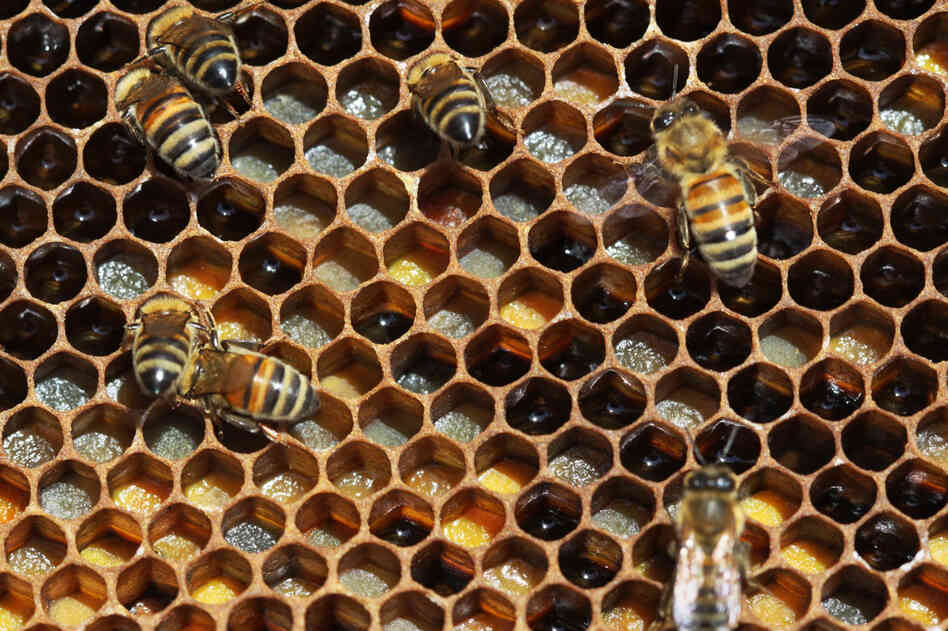Trypophobes might not have a problem eating honey, but it's doubtful many are beekeepers.