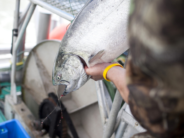 A sockeye salmon that was caught from the research vessel Miss Delta off the coast of Vancouver is examined. The MSC has certified the fish as "sustainable" even though there is concern from scientists and environmentalists.