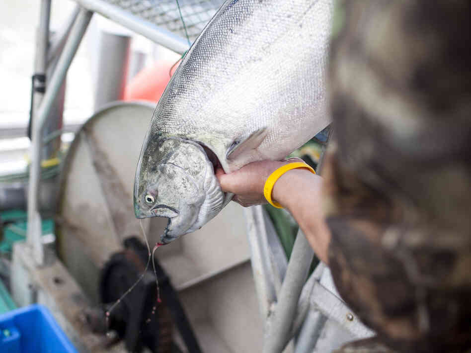A sockeye salmon that was caught from the research vessel Miss Delta off the coast of Vancouver is examined. The MSC has certified the fish as "sustainable" even though there is concern from scientists and environmentalists.