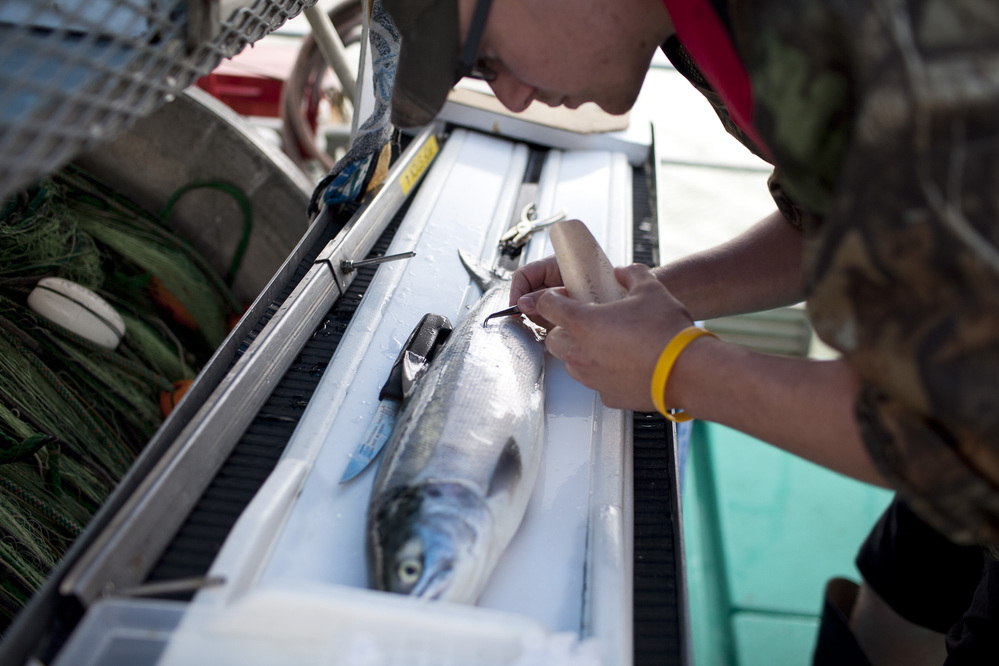 Mike Donaldson takes scale samples from a sockeye salmon as part of research for the Pacific Salmon Commission. The commission is a joint body formed by the U.S. and Canadian governments to conserve, manage and encourage production of Pacific salmon.