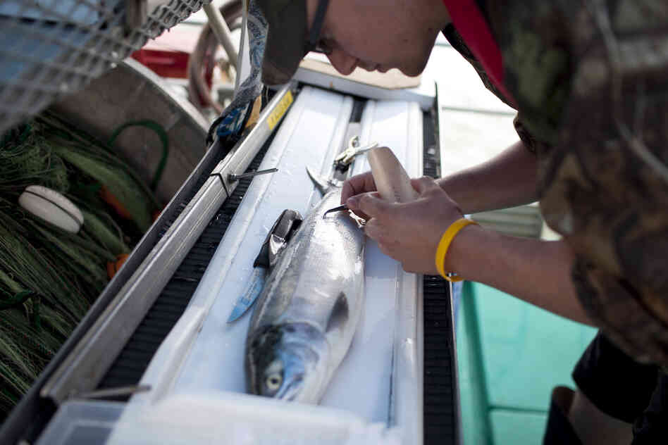 Mike Donaldson takes scale samples from a sockeye salmon as part of research for the Pacific Salmon Commission. The commission is a joint body formed by the U.S. and Canadian governments to conserve, manage and encourage production of Pacific salmon.