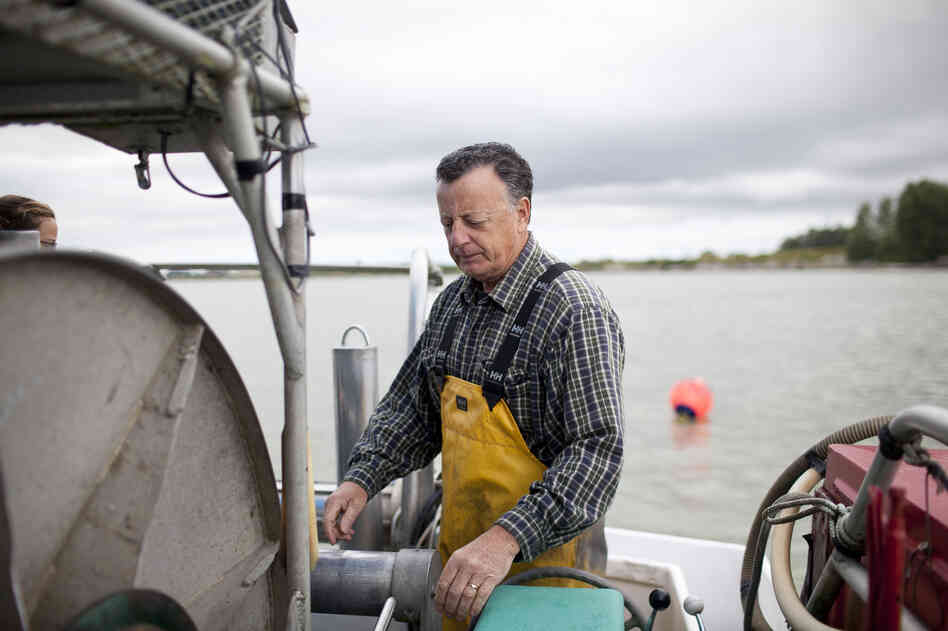 Capt. Gordon Botkin, aboard the Miss Delta in the Fraser River near Vancouver, is helping researchers study the sockeye salmon population. The MSC recently certified sockeye as "sustainable," even though scientists argue that their population is declining.