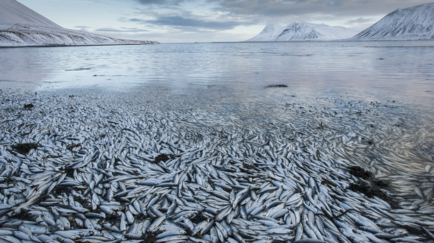 Lack of oxygen probably caused this mass herring die-off on Feb. 3 in an Icelandic fjord. (AP)
