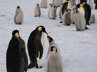 A few members of the newly discovered 9,000-strong emperor penguin colony on Antarctica's Princess Ragnhild Coast. A few members of the newly discovered 9,000-strong emperor penguin colony on Antarctica's Princess Ragnhild Coast.