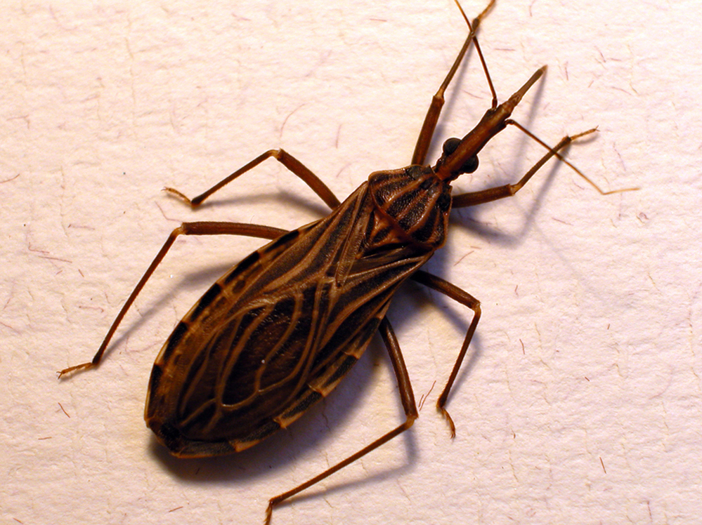 Don't let the name fool you. The kissing bug, or Rhodnius prolixus, transmits the Chagas parasite when it bites someone's face.