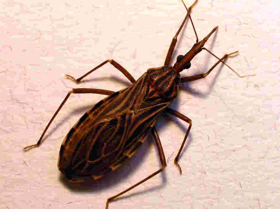 Don't let the name fool you. The kissing bug, or Rhodnius prolixus, transmits the Chagas parasite when it bites someone's face.