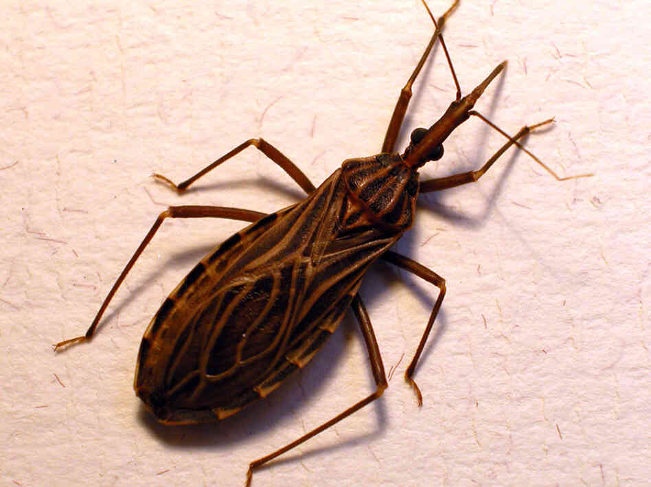 Don't let the name fool you. The kissing bug, or Rhodnius prolixus, transmits the Chagas parasite when it bites someone's face.
