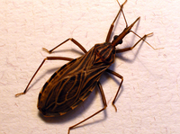 Don't let the name fool you. The kissing bug, or <em>Rhodnius</em> <em>prolixus,</em><em> </em>transmits the Chagas parasite when it bites someone's face.