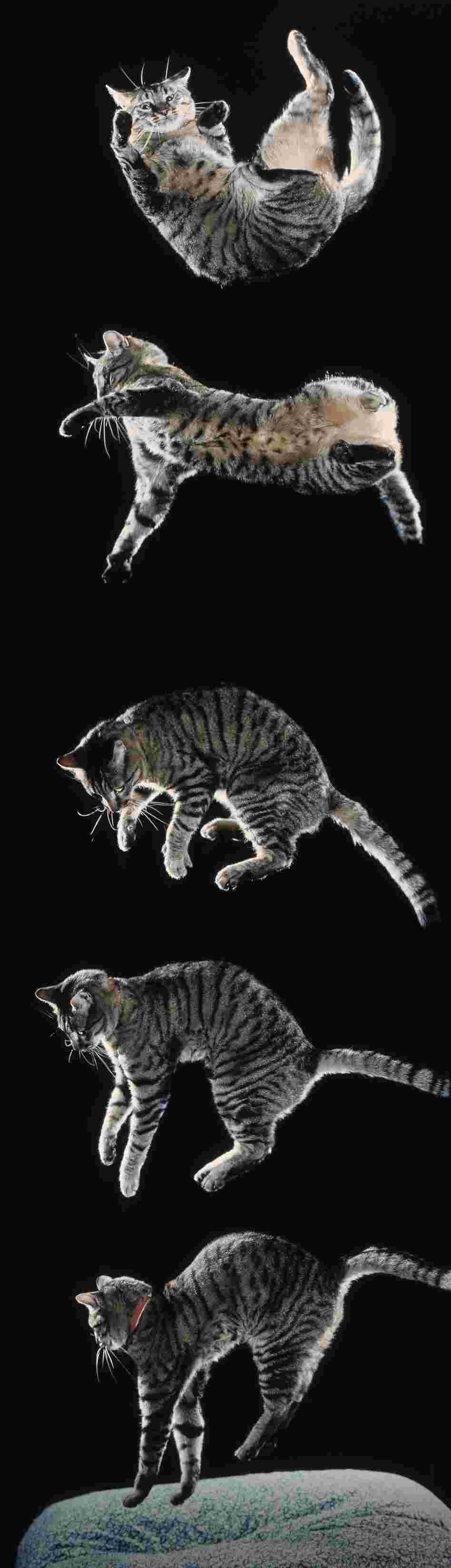 Cat falling sequence. Six sequential images showing righting from upside down. Cat falling sequence. Six sequential images showing righting from upside down.