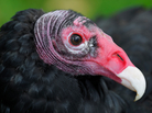 Turkey vulture droppings can strip paint, kill grass and sicken pets. The droppings also smell really bad. Turkey vulture droppings can strip paint, kill grass and sicken pets. The droppings also smell really bad.