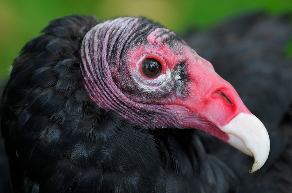 Turkey vulture droppings can strip paint, kill grass and sicken pets. The droppings also smell really bad.