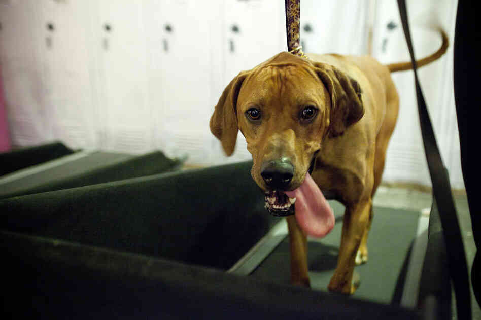 Buddy from Dallas, Texas, takes a stroll on a doggie treadmill, one of a number of amenities available to the special guests.