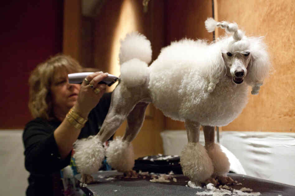 Leslie Simis trims her poodle Sharona's fur at the doggie spa, getting her ready for the big show.