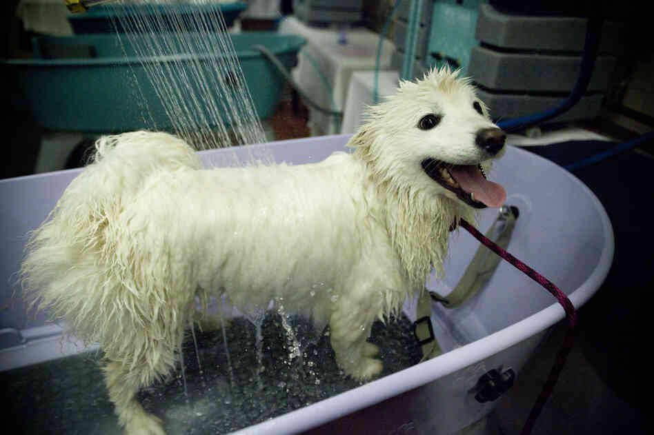 The needs of Hotel Pennsylvania guests range from baths to opera singers. Grymek, the doggie concierge, says one pooch enjoyed a personal performance before going to the dog show.