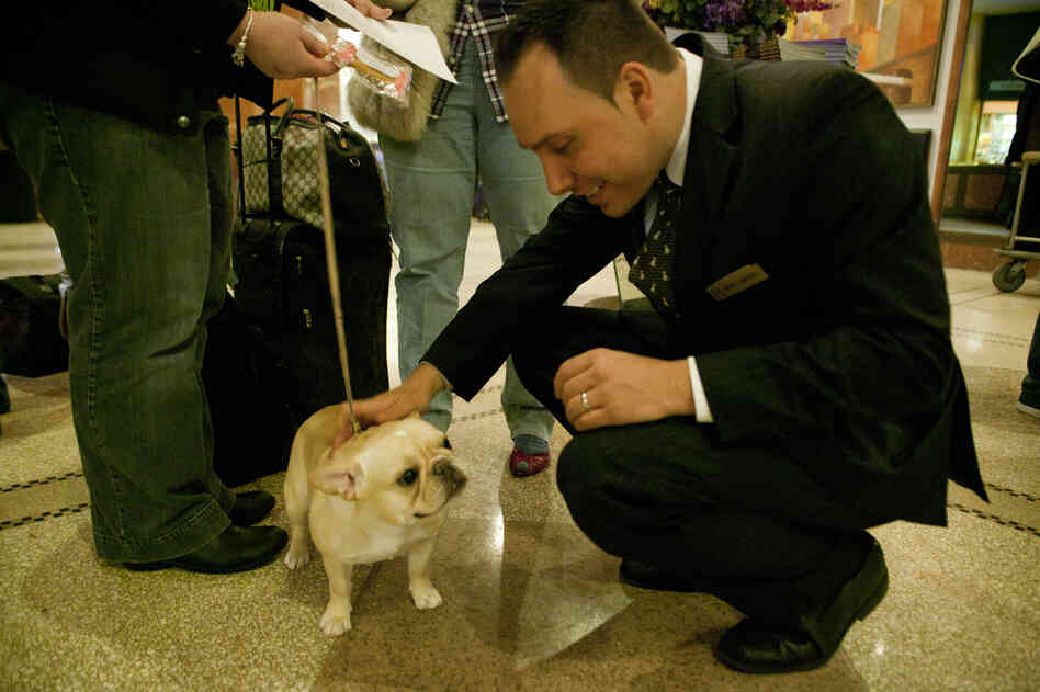 Grymek welcomes another French bulldog, Glamour, to Hotel Pennsylvania. The hotel is across from Madison Square Garden, where judging of the main events will be held Tuesday.