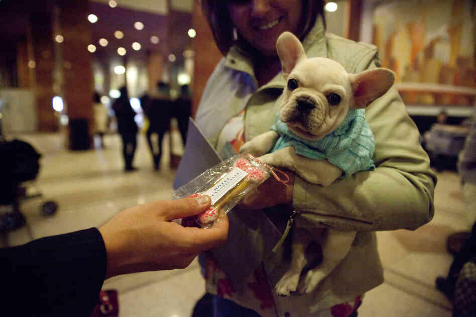 Jerry Grymek, doggie concierge at the Hotel Pennsylvania in Manhattan, hands a treat to Rennet, a 10-week-old French bulldog. Rennet came to the hotel from Pennsylvania ahead of the 137th Westminster Kennel Club Dog Show.
