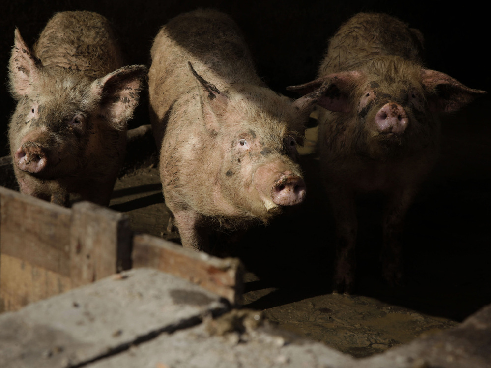 Pigs at a farm in Beijing peer out at visitors. Half of all the pigs in the world live in China.