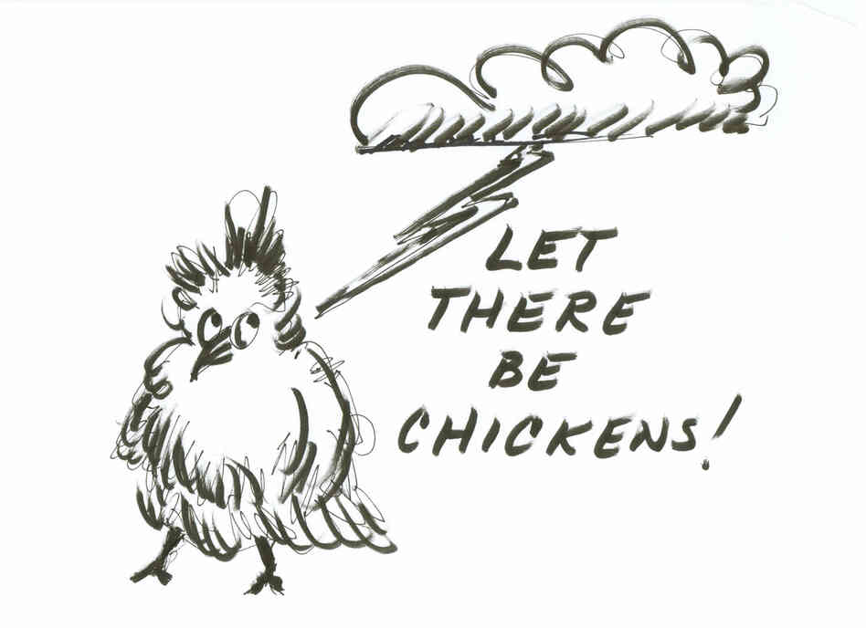 Let there be chickens! Let there be chickens!