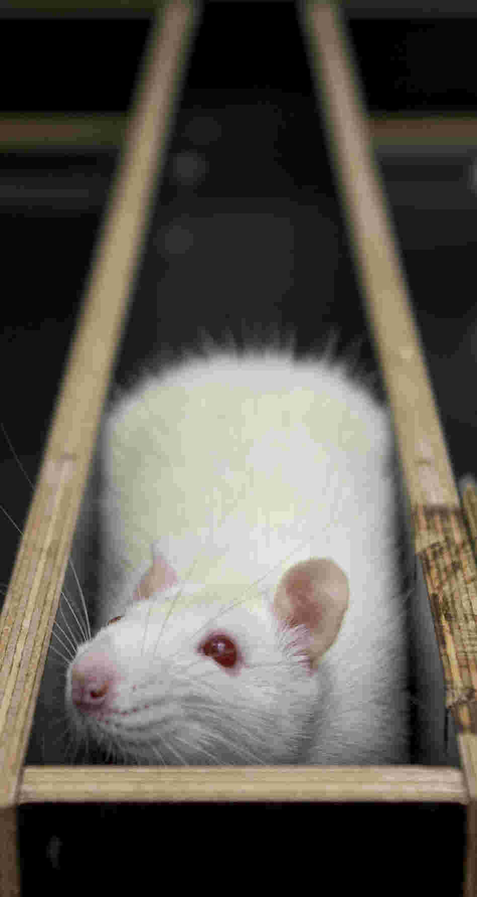 A lab rat stuck in a maze
