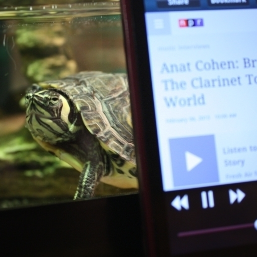 #3: "Burt the Turt loves listening to NPR on 88.9 WFSU in Tallahassee, FL."