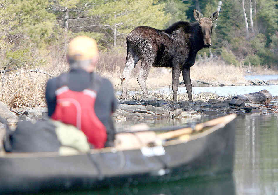 On an April 2010 canoe trip to Knife Lake, Minn., Steve Piragis of Ely, Minn. was greeted by this bull moose. (Indentations on the moose's head indicated that he had shed his antlers.)