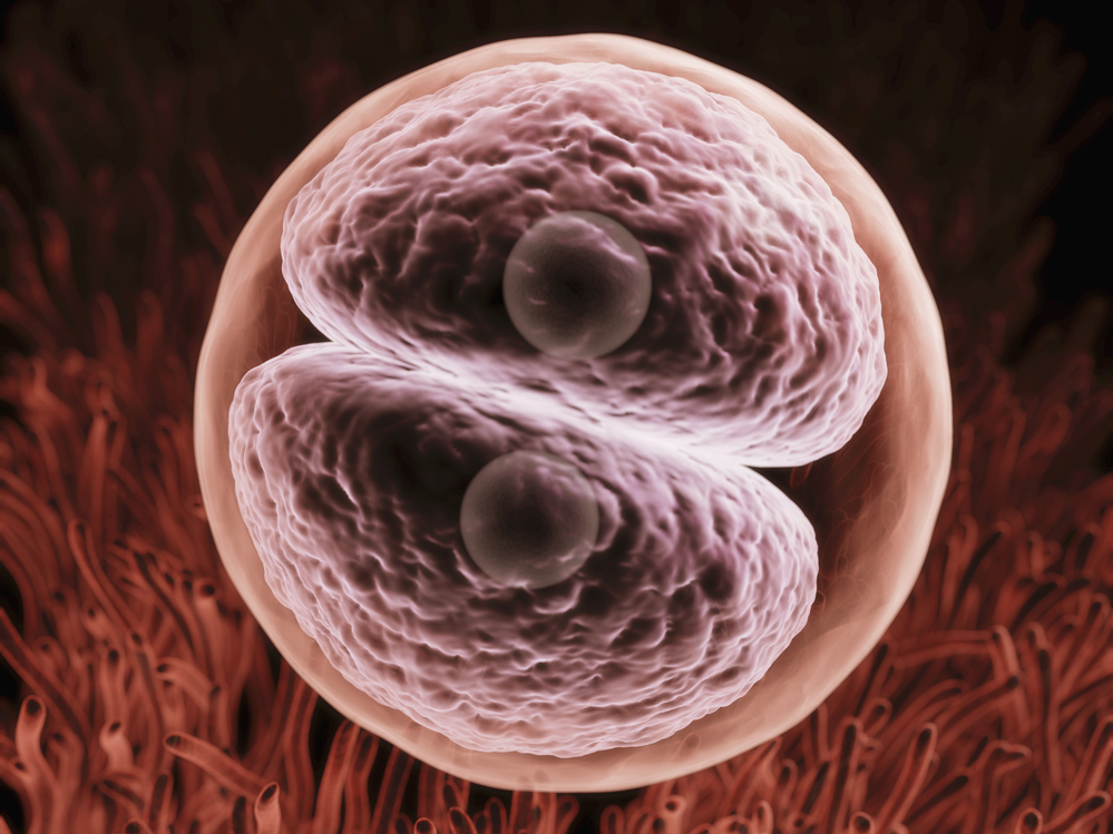 A zygote begins its journey to expression in the form of a human being.