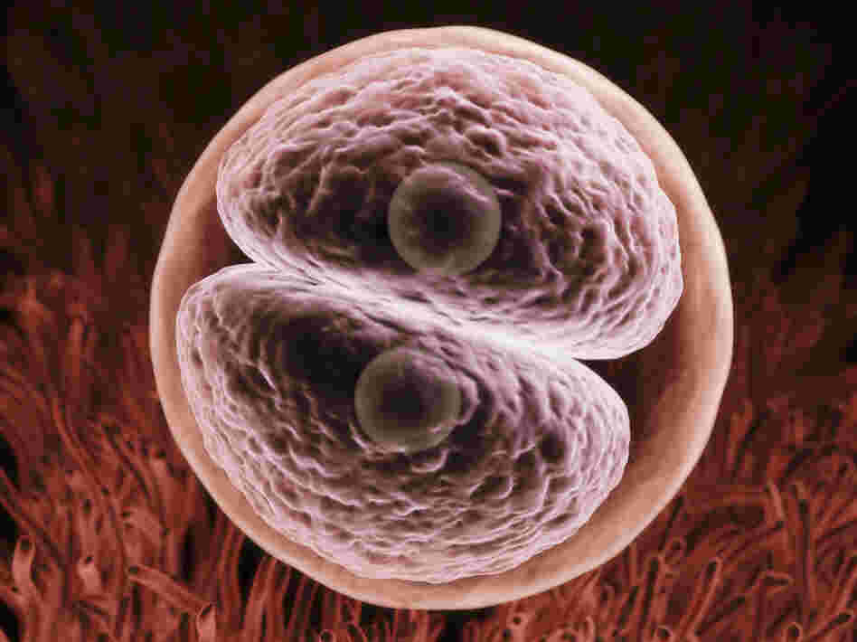 A zygote begins its journey to expression in the form of a human being.