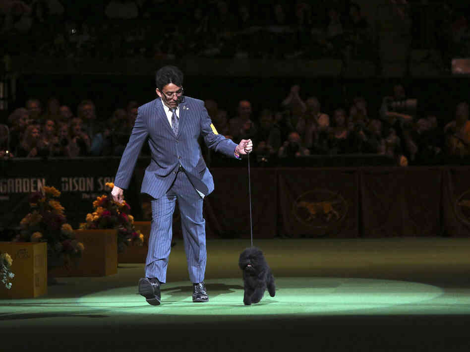 Ernesto Lara presents Banana Joe, an affenpinscher, during the Best in Show competition at the 137th Westminster Kennel Club dog show on Tuesday at Madison Square Garden in New York.