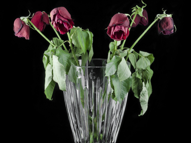 Wilted Roses