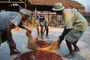 Workers in Madagascar prepare cocoa beans for drying. The process has a big effect on the quality of the finished chocolate.