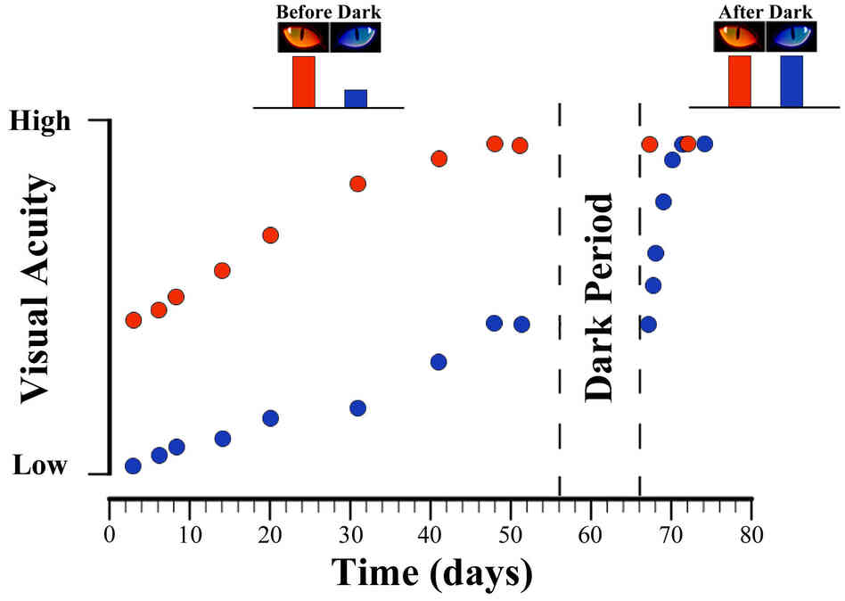 An eye deprived of normal visual experience (blue dots) can attain visual acuity comparable to a normal eye (red dots) after 10 days of darkness. An eye deprived of normal visual experience (blue dots) can attain visual acuity comparable to a normal eye (red dots) after 10 days of darkness.