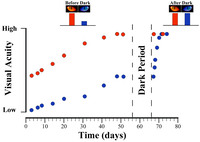 An eye deprived of normal visual experience (blue dots) can attain visual acuity comparable to a normal eye (red dots) after 10 days of darkness.