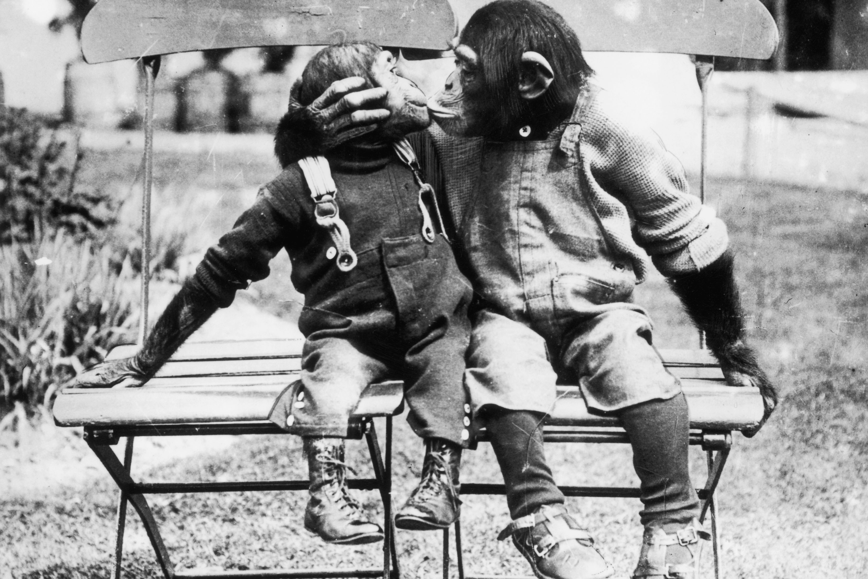 Monkey love kiss