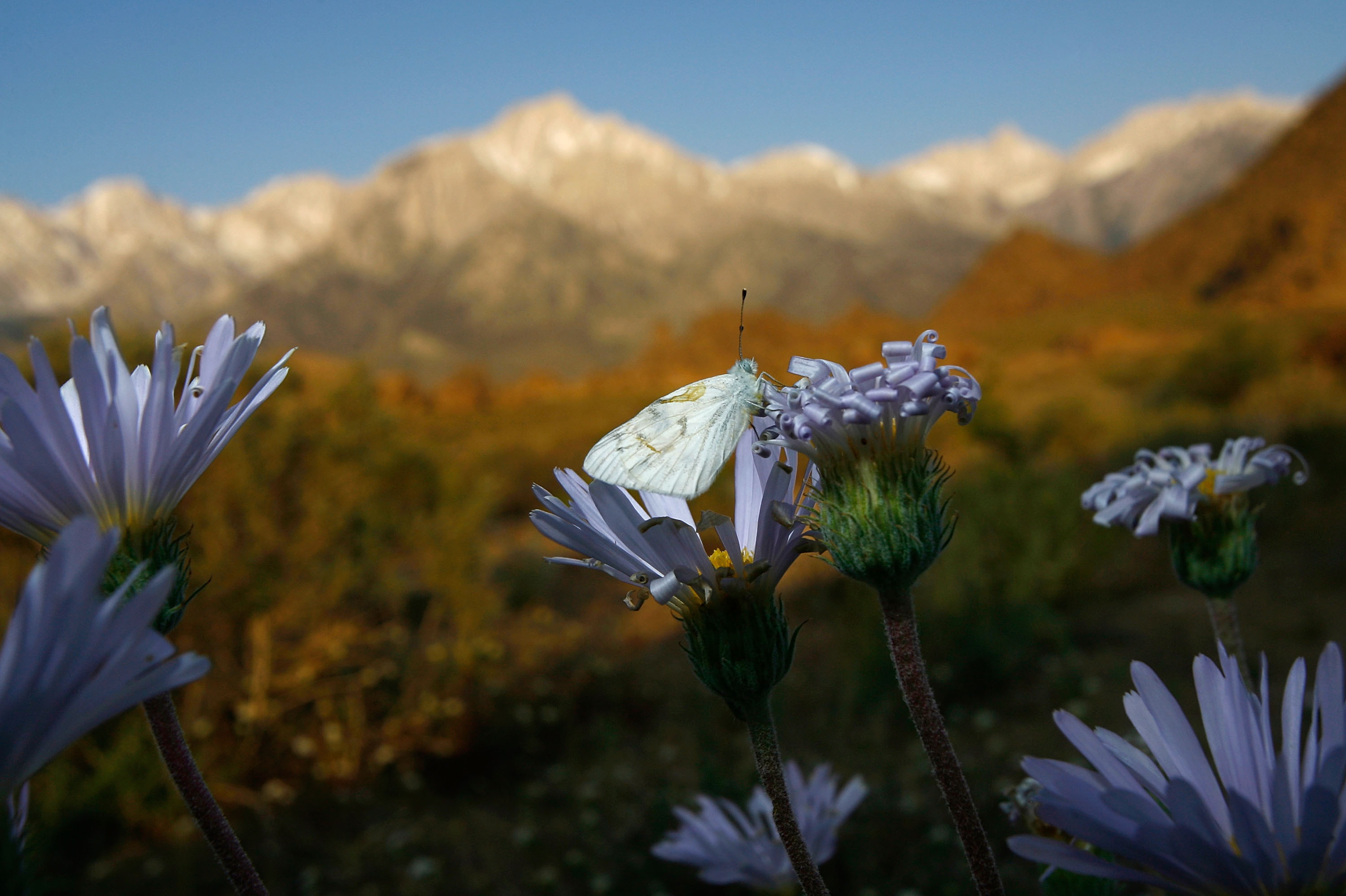 The alpine peaks of the Sierra Nevada Mountains in 2008.