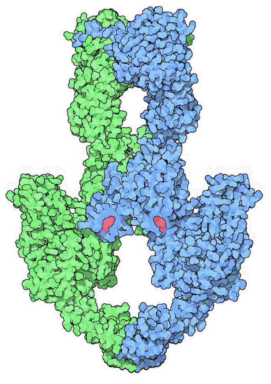 Class II topoisomerase enzymes breaks apart and reseal DNA helices Class II topoisomerase enzymes breaks apart and reseal DNA helices