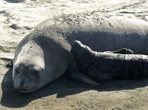 A female northern elephant seal and pup at Ano Nuevo State Reserve near Santa Cruz, Calif.