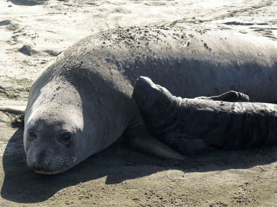 A female northern elephant seal and pup at Ano Nuevo State Reserve near Santa Cruz, Calif.