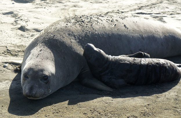 A female northern elephant seal and pup at Ano Nuevo State Reserve near Santa Cruz, Calif.
