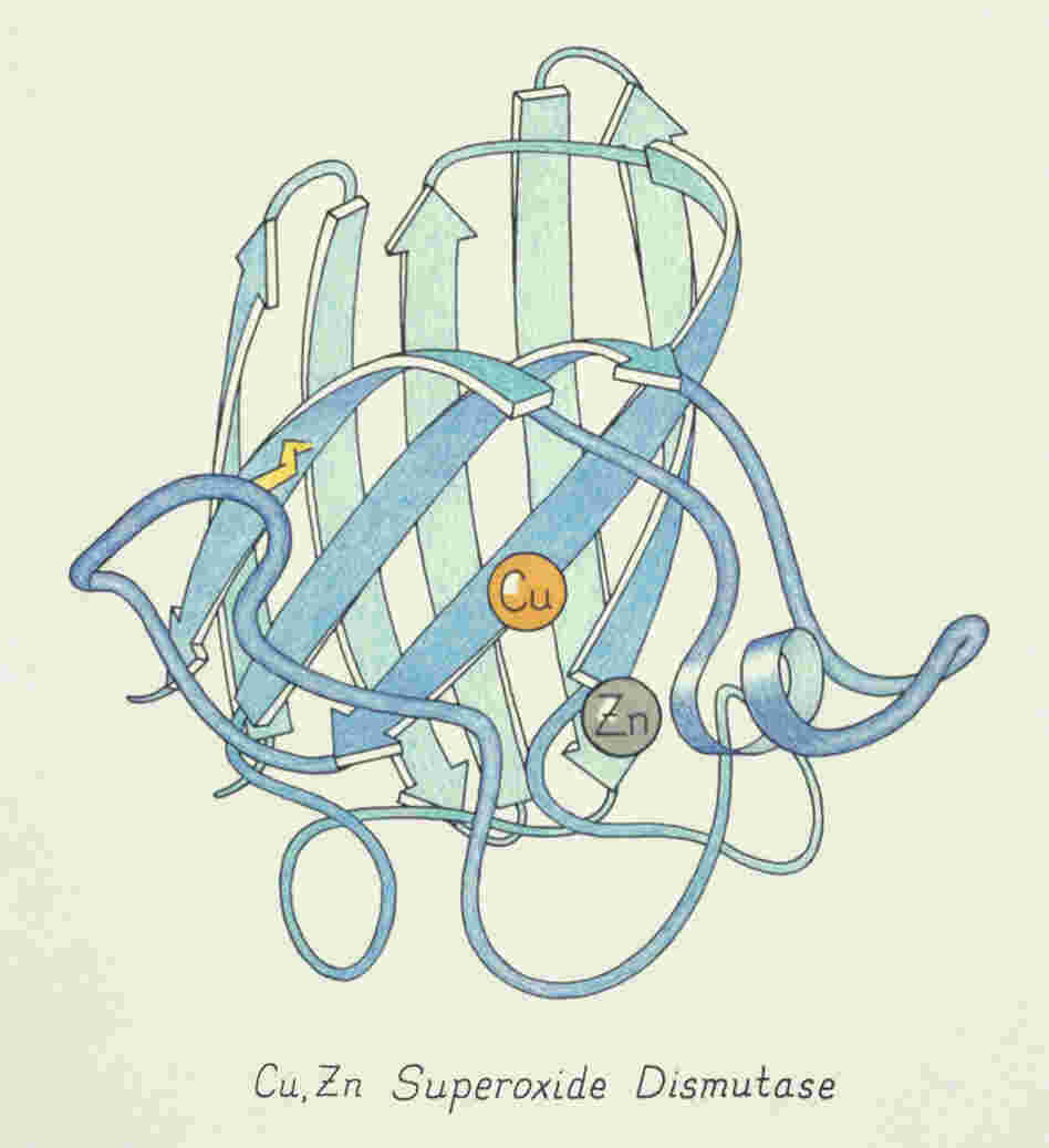 One of the original ribbon drawings done by Jane S. Richardson in 1981