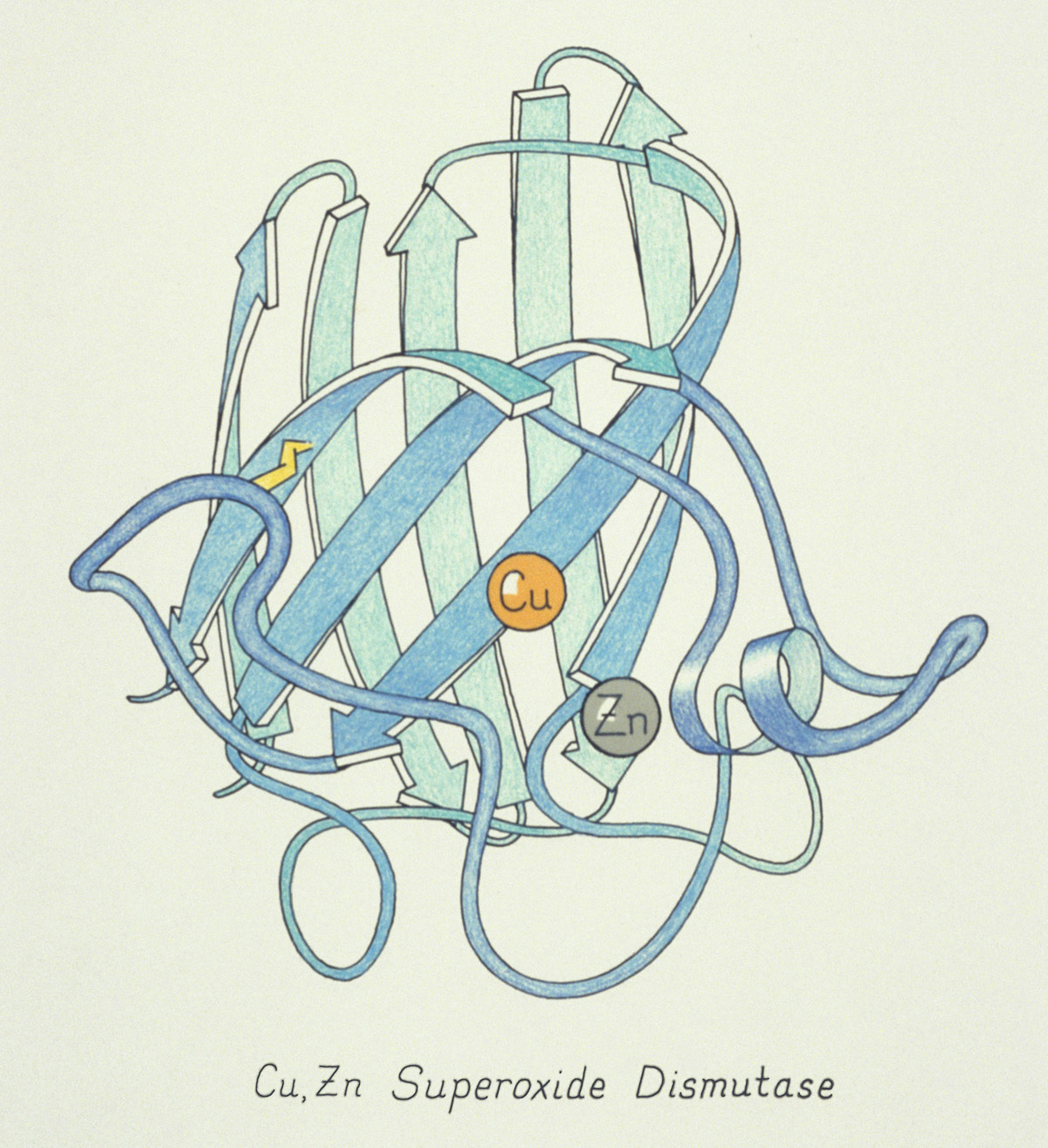 One of the original ribbon drawings done by Jane S. Richardson in 1981