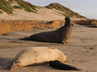 A male northern elephant seal calling near Santa Cruz, Calif. A male northern elephant seal calling near Santa Cruz, Calif.