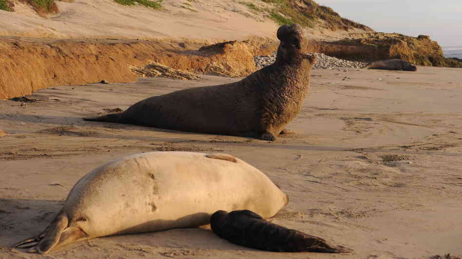 A male northern elephant seal calling near Santa Cruz, Calif. A male northern elephant seal calling near Santa Cruz, Calif.