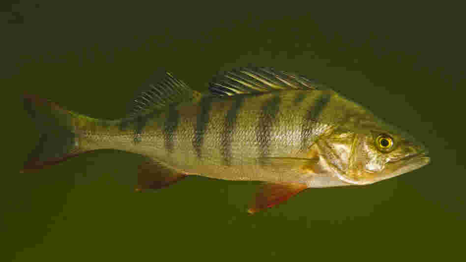 Perch exposed to the anxiety drug oxazepam were more daring and ate more quickly than fish that lived in drug-free water.