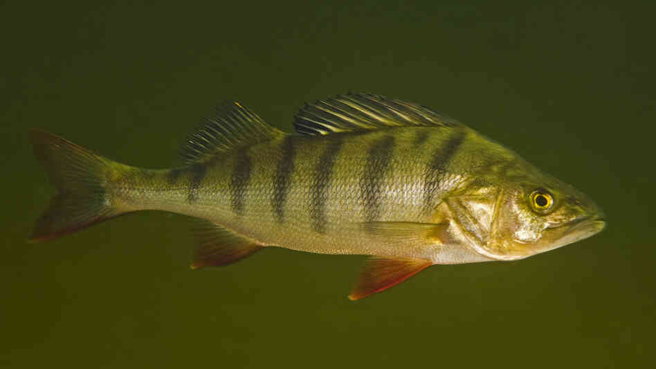 Perch exposed to the anxiety drug oxazepam were more daring and ate more quickly than fish that lived in drug-free water.