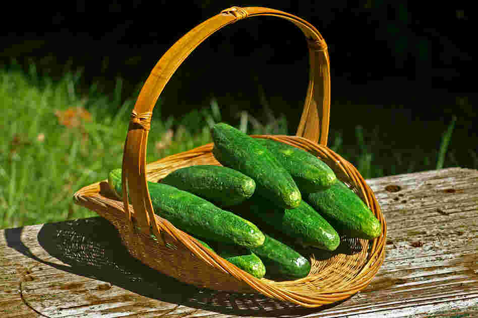 Cucumbers sculpted and carved from styrofoam for display at George Washington's first summer White House, Deshler-Morris House, in Philadelphia.
