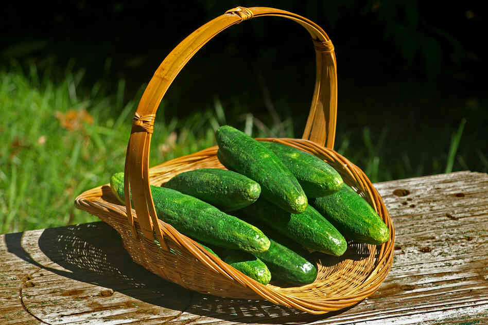 Cucumbers sculpted and carved from styrofoam for display at George Washington's first summer White House, Deshler-Morris House, in Philadelphia.