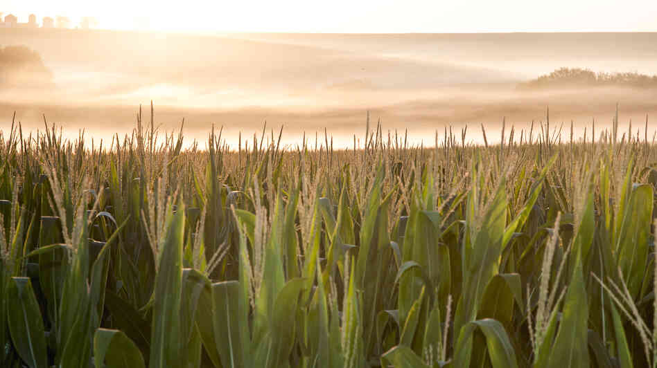 A corn field is shrouded in mist at sunrise in rural Springfield, Neb. A corn field is shrouded in mist at sunrise in rural Springfield, Neb.
